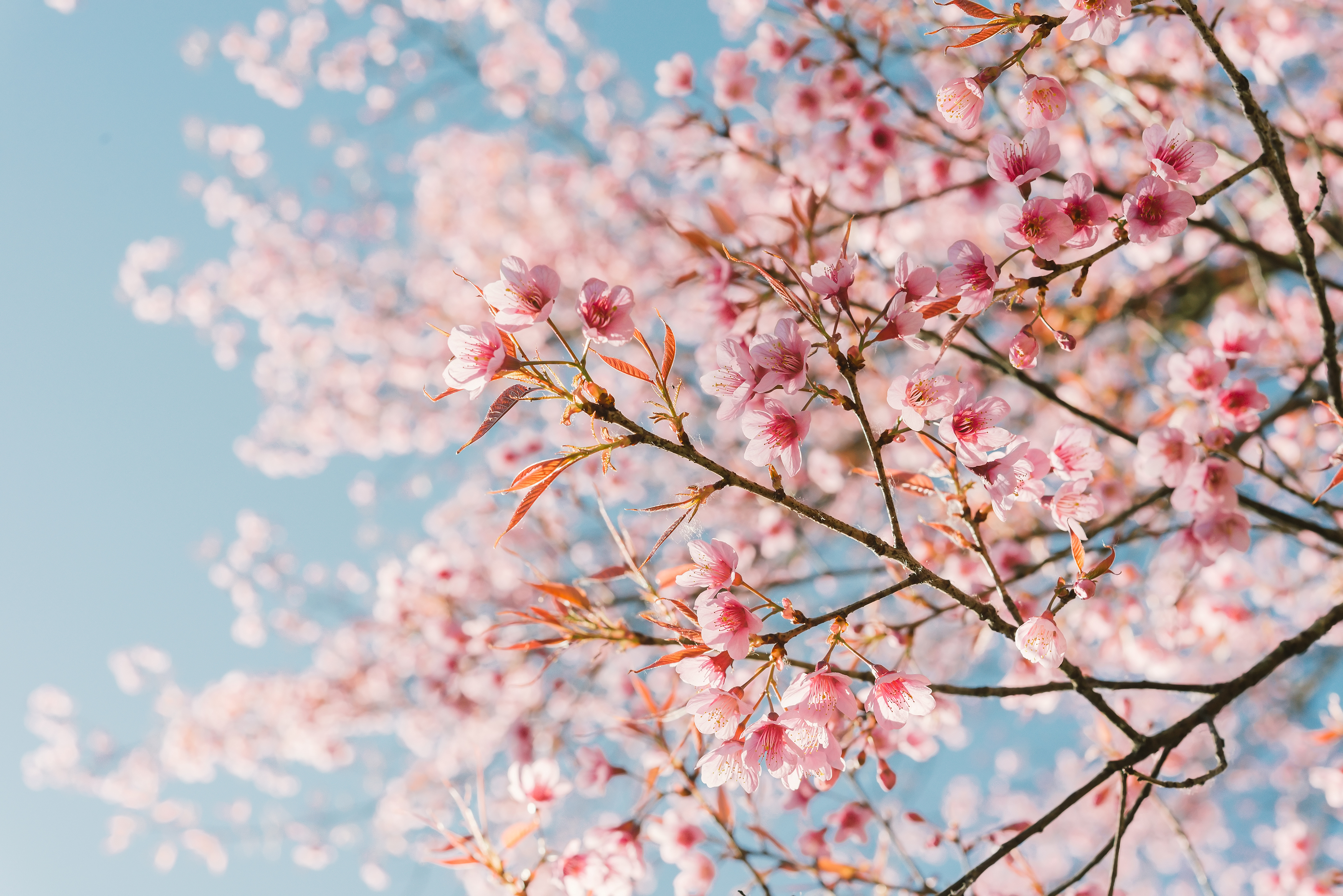 Cherry Blossoms